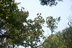 Artocarpus hirsutus