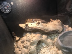 Python regius