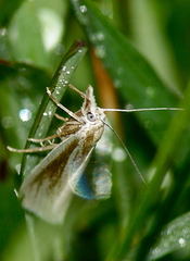 Crambus perlella