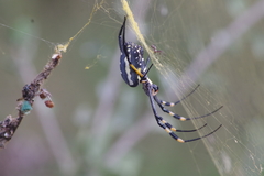 Trichonephila senegalensis
