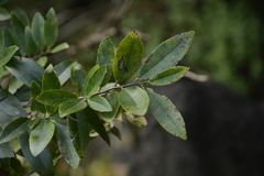 Diospyros angustifolia