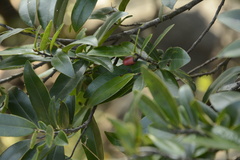 Diospyros angustifolia