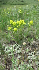 Castilleja lutescens