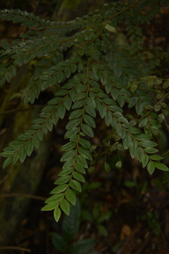 Diospyros buxifolia, photograph 4