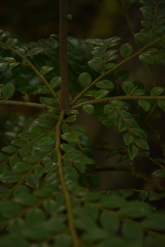 Diospyros buxifolia, photograph 5