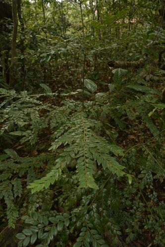 Diospyros buxifolia, photograph 6