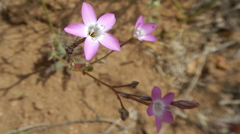 Gilia leptantha purpusii