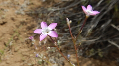 Gilia leptantha purpusii