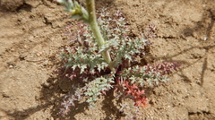 Gilia leptantha purpusii