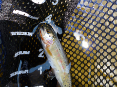 Oncorhynchus clarkii