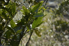 Diospyros malabarica