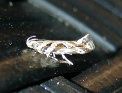 Aristotelia ivae