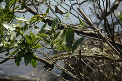 Diospyros malabarica