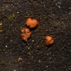 Hypomyces xyloboli