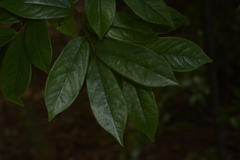 Diospyros saldanhae