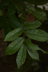 Diospyros saldanhae