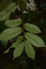 Diospyros saldanhae