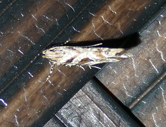 Aristotelia ivae