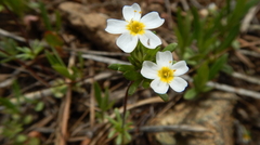 Leptosiphon oblanceolatus