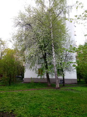 Pyrus communis