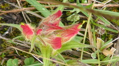 Castilleja moranensis