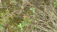 Castilleja moranensis