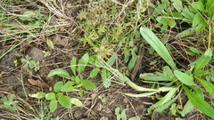 Castilleja moranensis