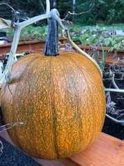 Cucurbita maxima maxima