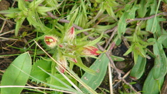 Castilleja moranensis