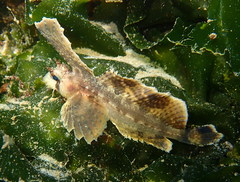 Nautichthys oculofasciatus