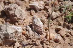 Trachypetrella anderssonii