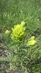 Castilleja lutescens
