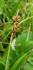 Carex pilulifera