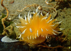 Dirona pellucida