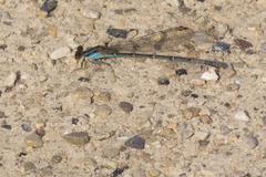 Argia tibialis