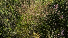 Trinia glauca