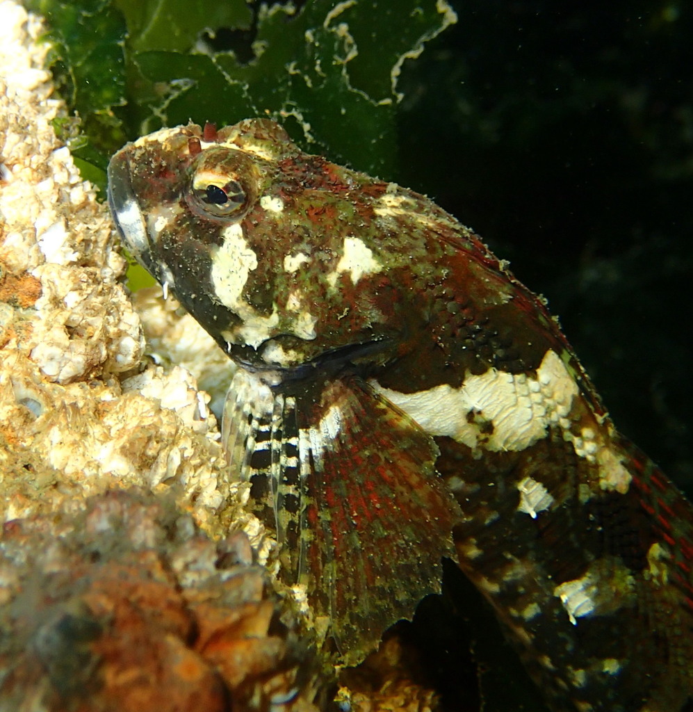 Padded Sculpin