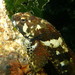 Padded Sculpin - Photo (c) Sara Thiebaud, some rights reserved (CC BY-NC), uploaded by Sara Thiebaud