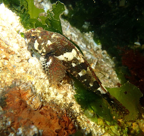 Padded Sculpin