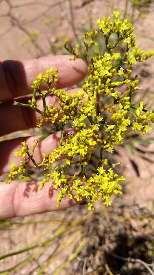 Eriogonum thompsoniae var. thompsoniae