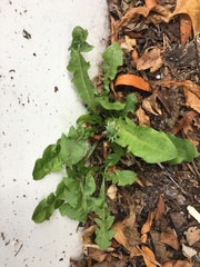Taraxacum officinale