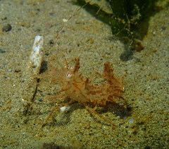 Paracrangon echinata