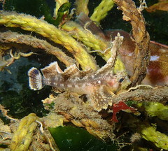 Nautichthys oculofasciatus