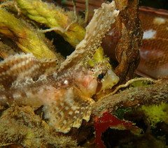 Nautichthys oculofasciatus