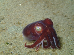 Rossia pacifica