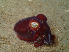 Rossia pacifica
