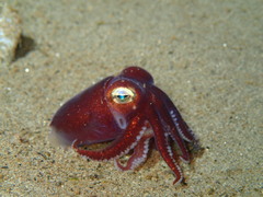 Rossia pacifica