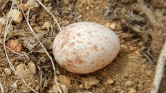 Geothlypis tolmiei