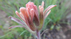 Castilleja praeterita