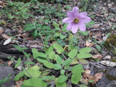 Cosmos pringlei